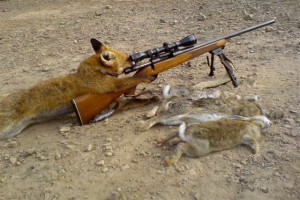 fox_hunting fox_hunting
